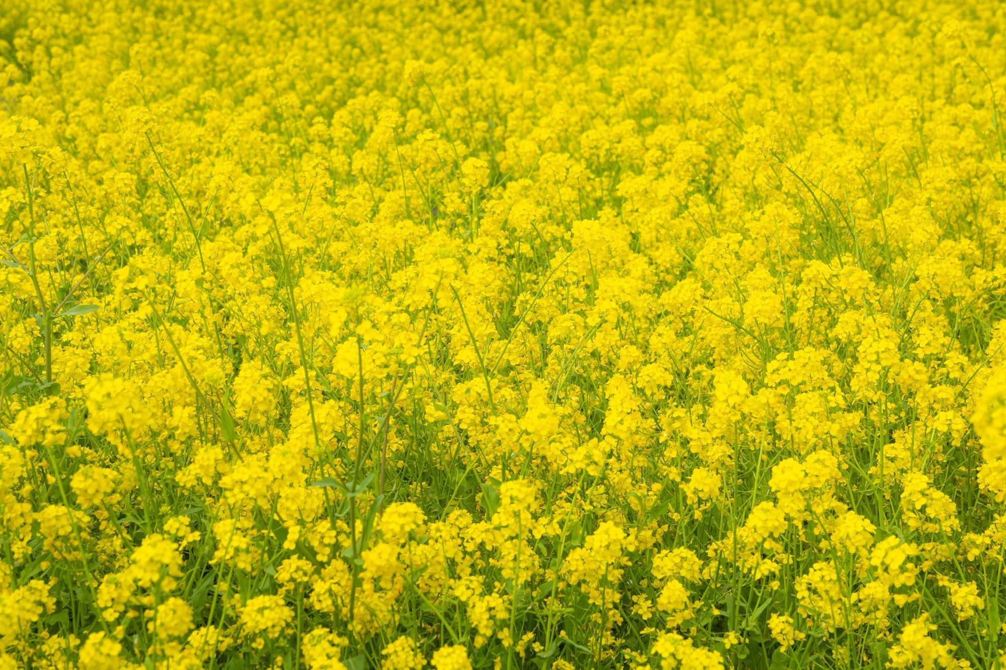 南房総 菜の花畑